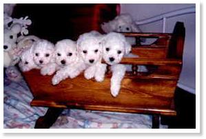 CK Bichon Frise Puppies