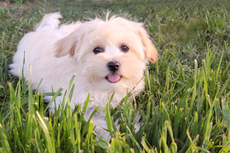 Our Nursery Of Coton De Tulear & Havanese Puppies Available By Cornerstone